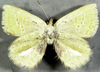Media type: image;   Entomology 16677 Aspect: habitus ventral view